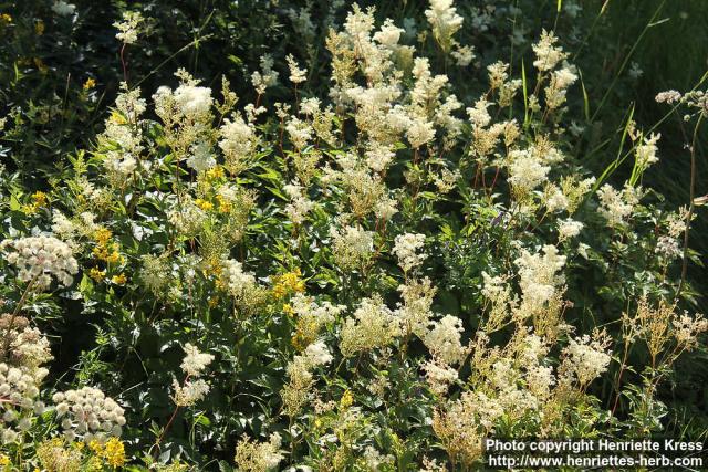 Photo: Filipendula ulmaria 35.