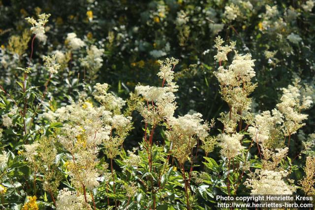 Photo: Filipendula ulmaria 37.