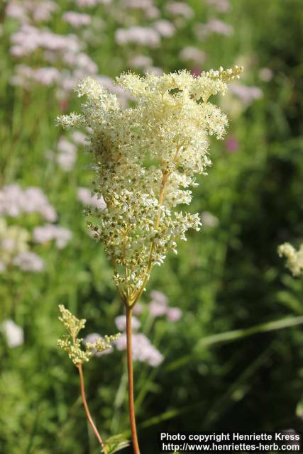 Photo: Filipendula ulmaria 39.