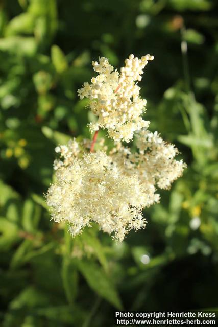 Photo: Filipendula ulmaria 40.