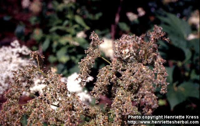 Photo: Filipendula kamtschatica 4.