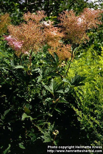 Photo: Filipendula rubra 1.