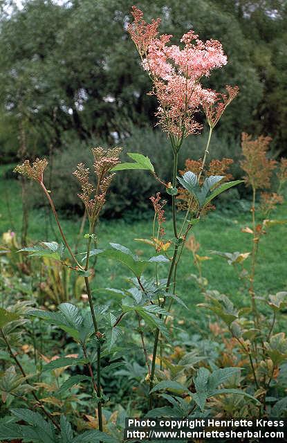 Photo: Filipendula rubra 2.