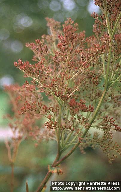 Photo: Filipendula rubra 3.