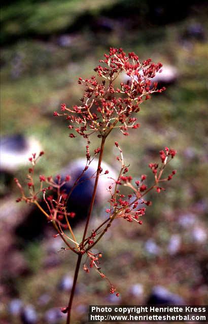 Photo: Filipendula rubra 4.