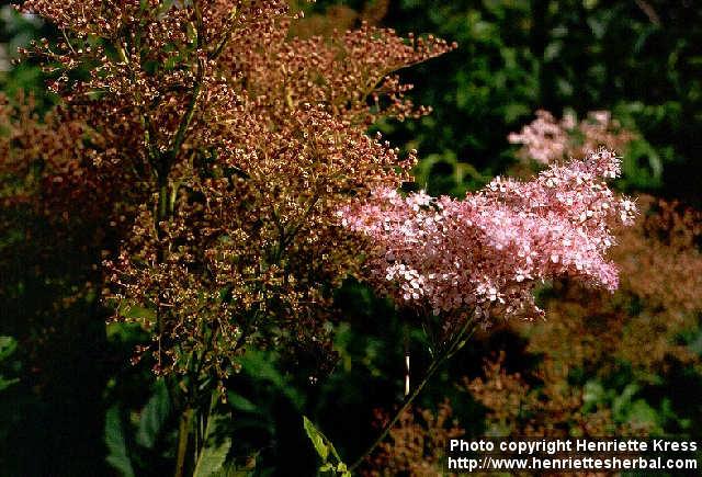 Photo: Filipendula rubra.