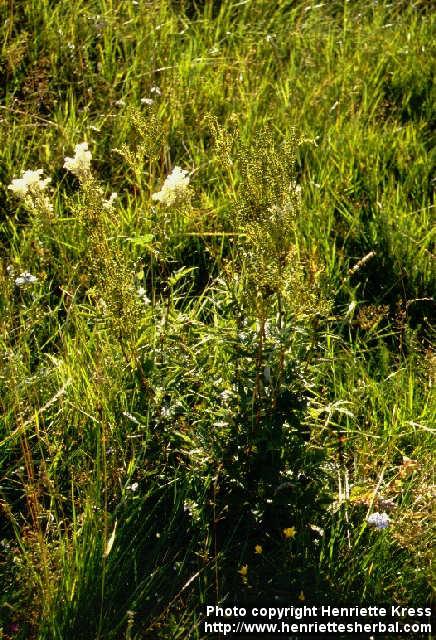 Photo: Filipendula ulmaria 3.