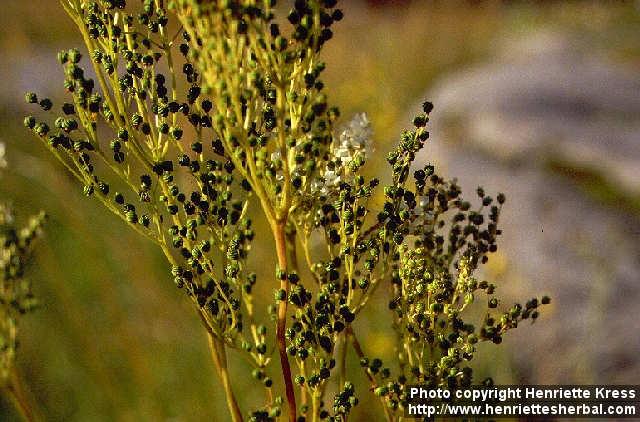 Photo: Filipendula ulmaria 4.