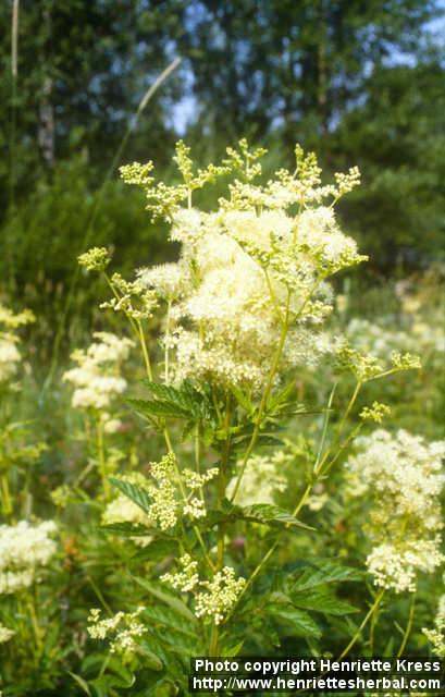 Photo: Filipendula ulmaria.