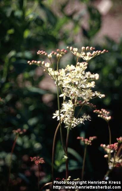 Photo: Filipendula vulgaris 3.