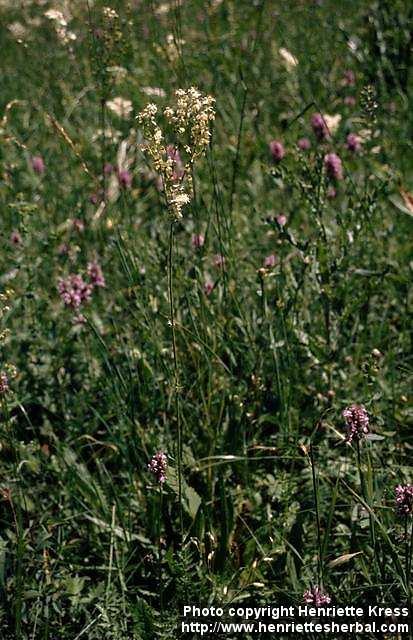 Photo: Filipendula vulgaris 1.