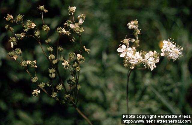 Photo: Filipendula vulgaris 2.