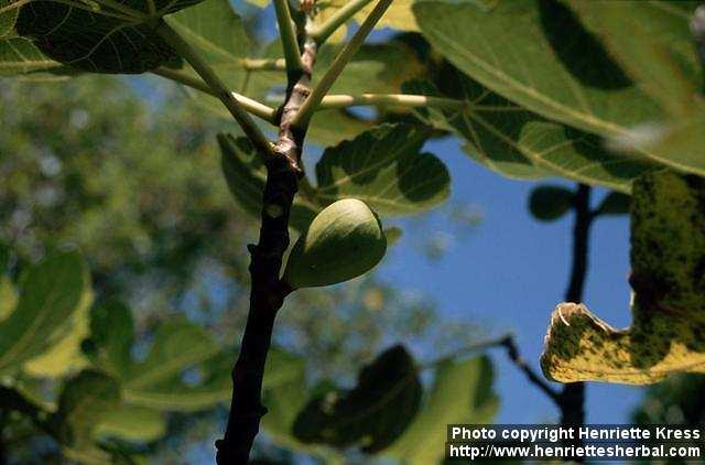 Photo: Ficus carica 5.