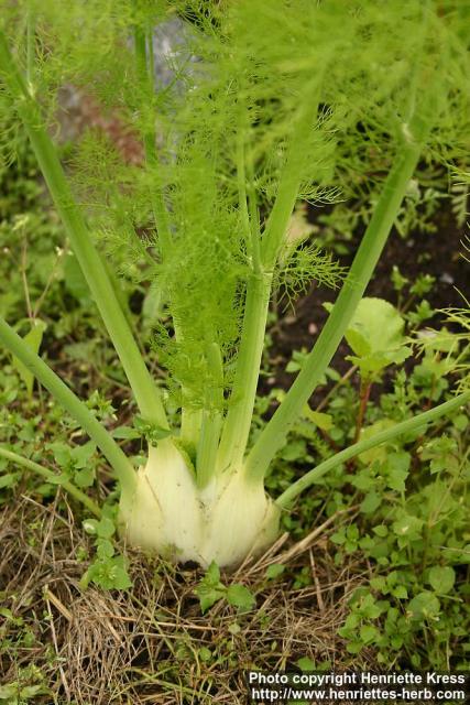 Photo: Foeniculum vulgare sati 4.