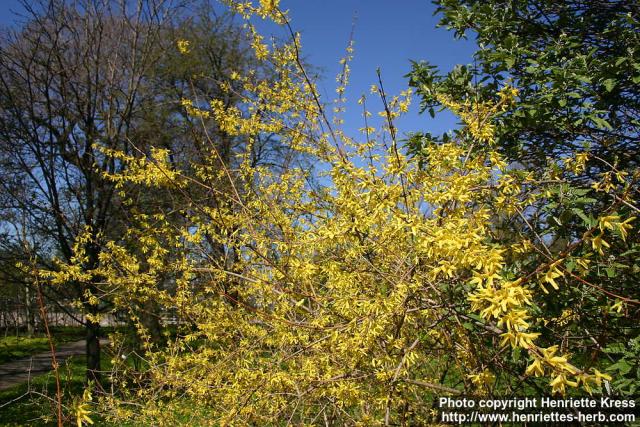 Photo: Forsythia suspensa 2.