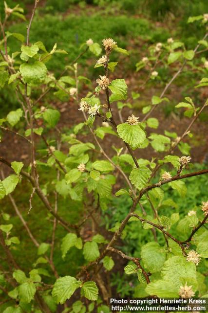 Photo: Fothergilla major.