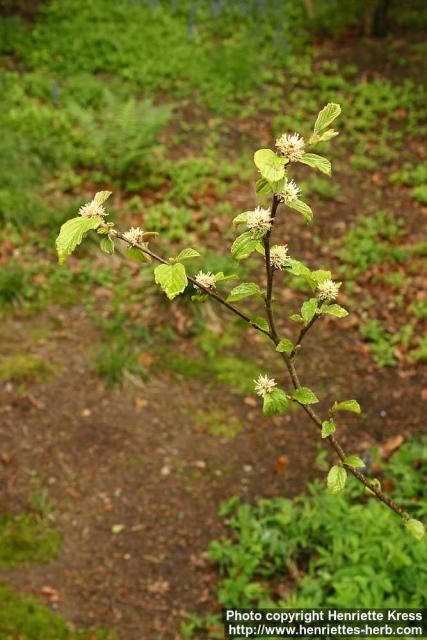 Photo: Fothergilla major 2.