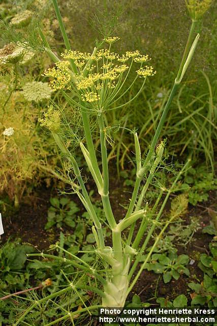 Photo: Foeniculum vulgare sati 5.