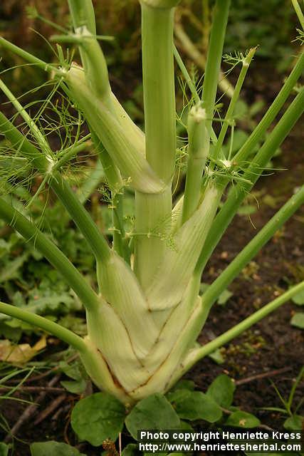 Photo: Foeniculum vulgare sati 6.