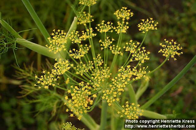 Photo: Foeniculum vulgare sati 7.