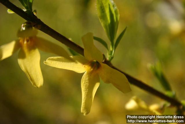 Photo: Forsythia 09.