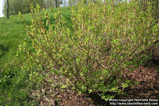 Photo: Forsythia 11.