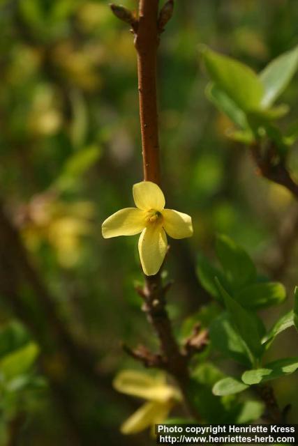 Photo: Forsythia 12.