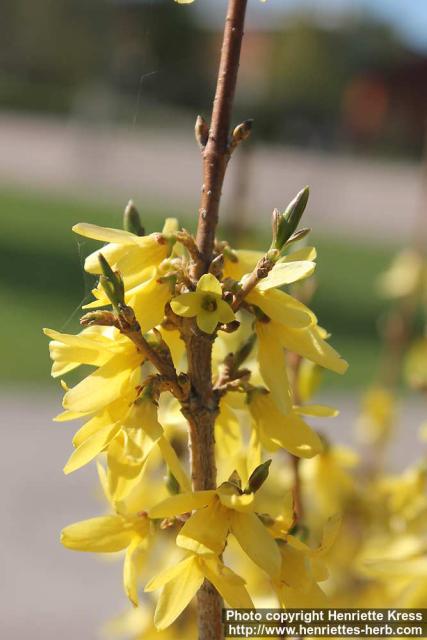 Photo: Forsythia 13.