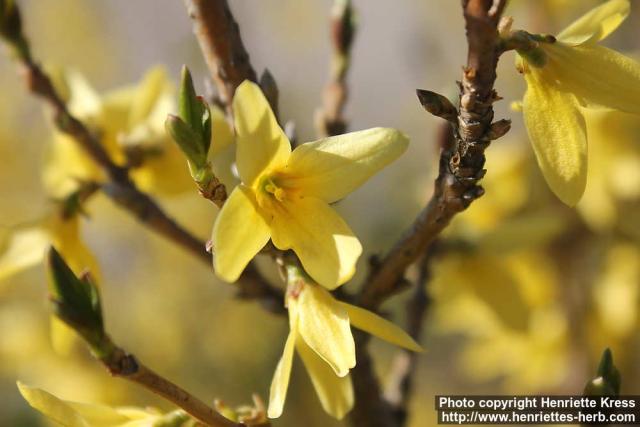 Photo: Forsythia 14.