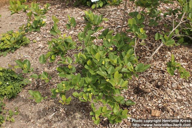 Photo: Fothergilla major 5.