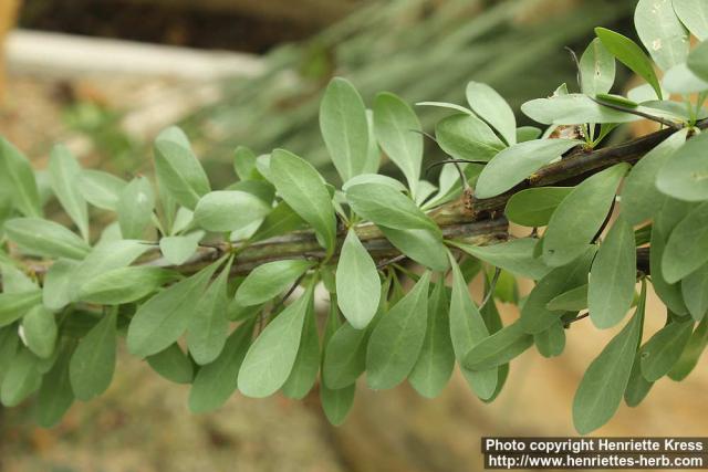 Photo: Fouquieria splendens 12.