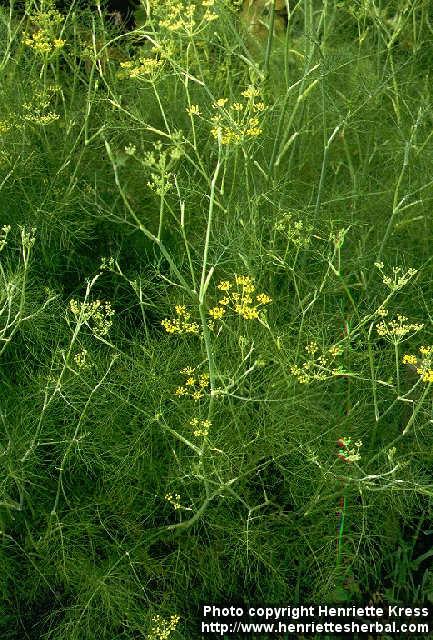 Photo: Foeniculum vulgare 3.