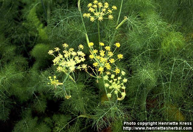 Photo: Foeniculum vulgare 7.