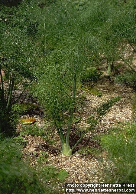 Photo: Foeniculum vulgare sati 1.