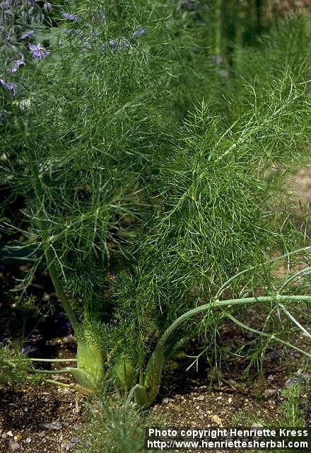 Photo: Foeniculum vulgare sati.