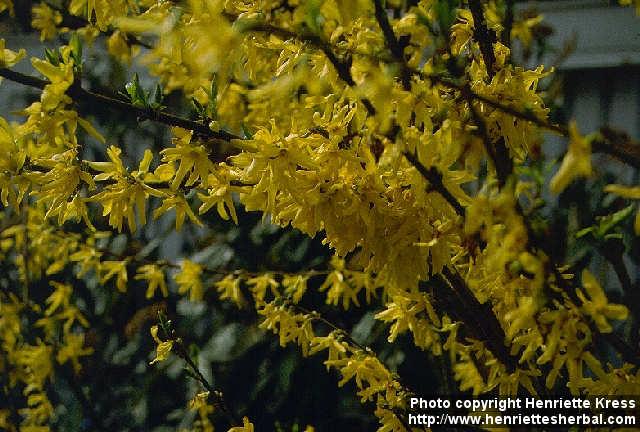 Photo: Forsythia 2.