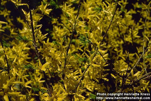 Photo: Forsythia 4.