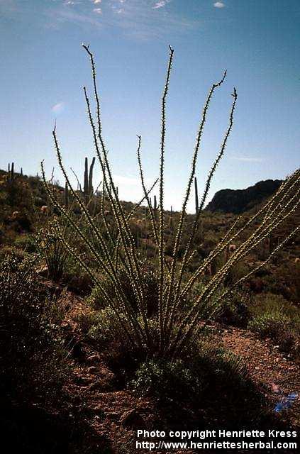 Photo: Fouquieria splendens 1.