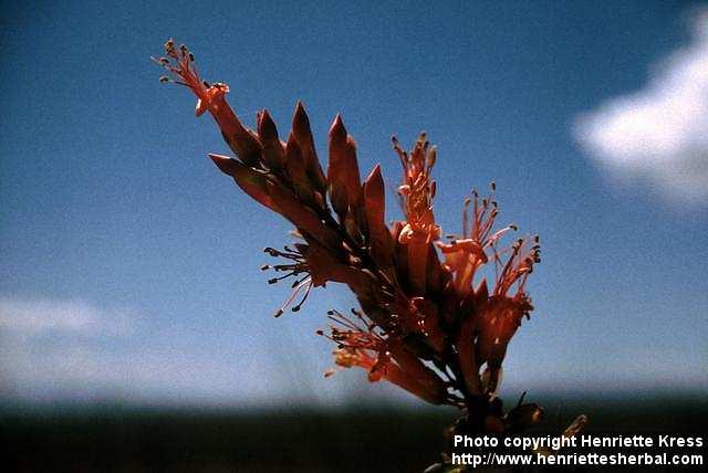 Photo: Fouquieria splendens 4.