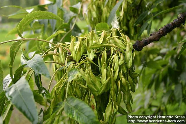 Photo: Fraxinus excelsior 7.