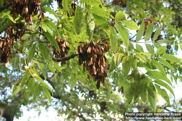 Photo: Fraxinus excelsior 12.