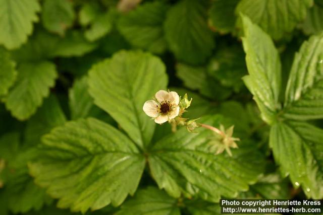 Photo: Fragaria vesca 3.