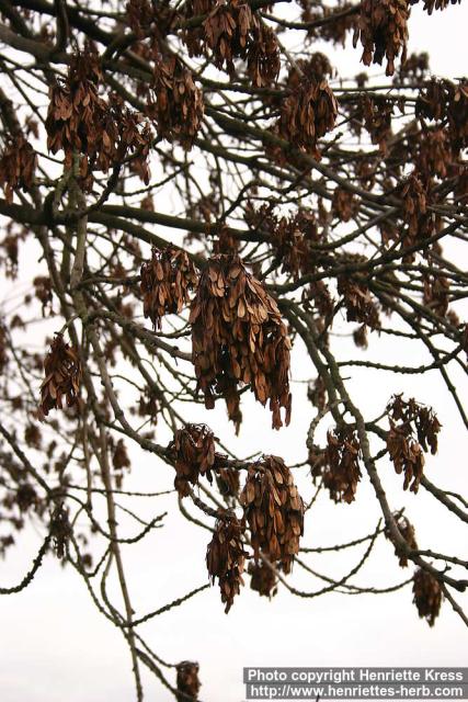 Photo: Fraxinus excelsior 13.