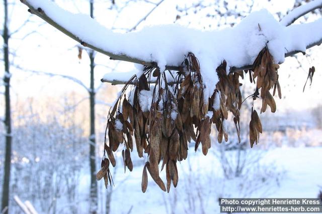 Photo: Fraxinus excelsior 16.