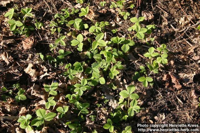 Photo: Fragaria moschata.