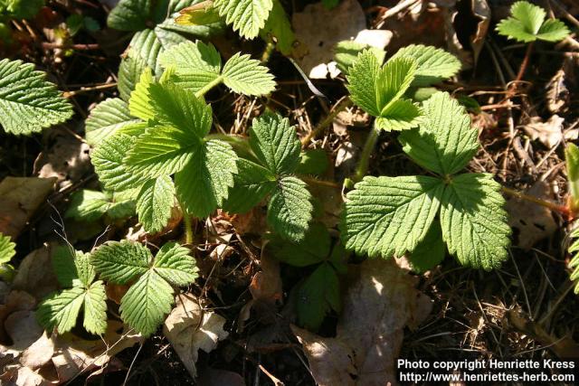 Photo: Fragaria moschata 1.