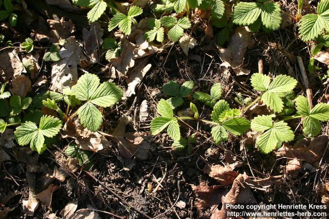 Photo: Fragaria moschata 2.