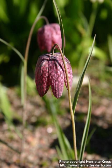 Photo: Fritillaria meleagris 5.