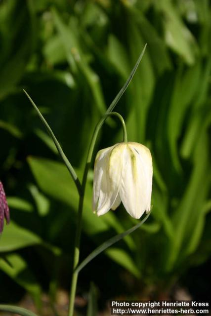 Photo: Fritillaria meleagris 6.