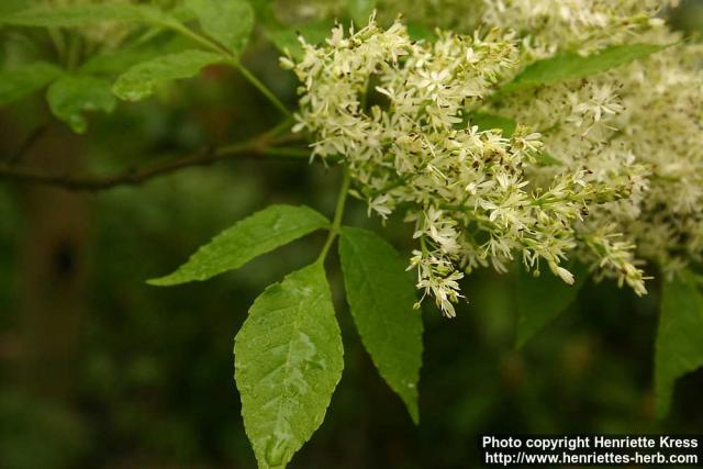 Photo: Fraxinus lanuginosa 1.